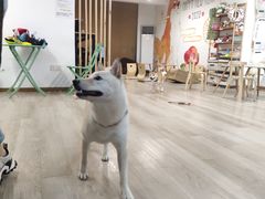 -柴迷FANS CLUB·柴犬狗咖·猫咖
