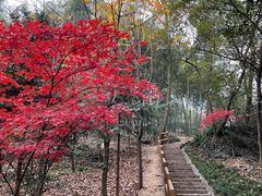 -上海佘山国家森林公园天马山园
