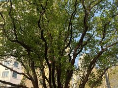 -徐家汇源景区-衡山公园