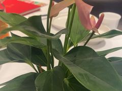 -眉州东坡(清河万象汇店)