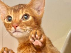 -青奢宠物·青奢猫舍