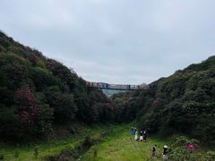 -贵州百里杜鹃风景名胜区
