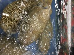 -明记海鲜大排档(巽寮湾店)