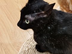 -猫にゃん · 猫的隐藏屋猫咖(麦地旗舰店)