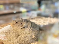 -酷以爬仙阁实体爬宠店·守宫·蜥蜴·专业繁育