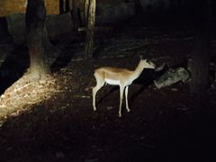 -清迈夜间动物园