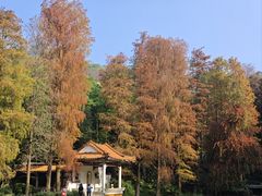 -深圳仙湖植物园