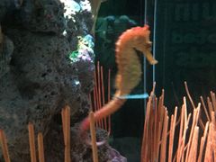 -暹罗海洋世界