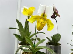 -上海鲜花港