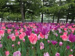 -石家庄市植物园