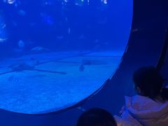 -烟台海昌鲸鲨海洋公园