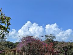 -中国科学院西双版纳热带植物园