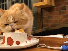 -more than meow吴止猫主题餐厅(承德 中船汇店)