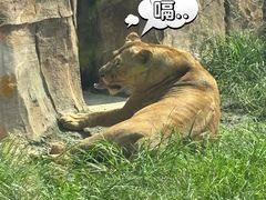 -成都动物园