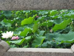 -莲湖公园