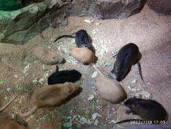 -酷嗒动物文化乐园(cutezoo西溪乐天城店)