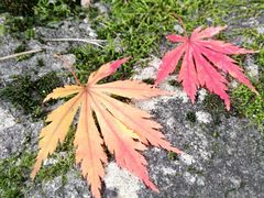 -医王山·飞騨国分寺