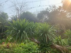 -野象谷景区