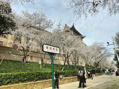 -武汉大学-樱园