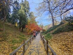 -香山公园