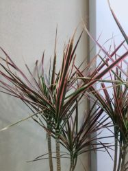 点击看大图 -DX HAIR SALON·发现未知美发沙龙