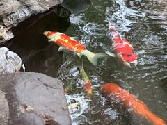 -鲤院·新中式美学·庭院餐厅(夫子庙店)