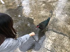 -瑞穗牧场