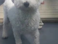 -北京京卫宠物寄养训练中心