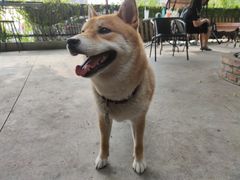 -柴犬高等学院·狗咖·柴犬售卖·宠物训练