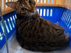 -拜鲁耶动物诊疗中心·宠家动物医院