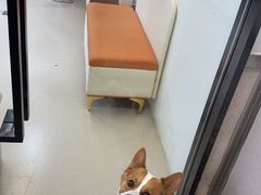 -爱妮康宠物医院·干细胞免疫细胞·肿瘤·心脏(张江店)