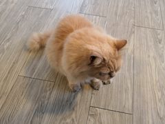 主人翁-有猫主题·治愈系猫咖(曾厝垵店)