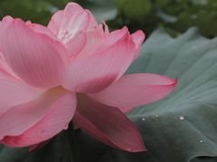 -陈家山荷花公园