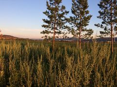 -北极村旅游风景区