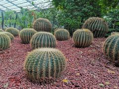 -呀路古热带植物园