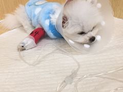 -美联众合动物医院·24h京西诊疗中心