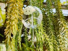 -深圳仙湖植物园