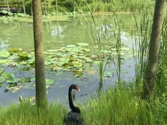 -昆山城市生态森林公园