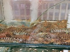 -凯华海鲜火锅·传承三十六年