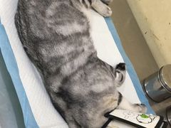 -米苏动物医院·犬猫专科·骨科外科内窥镜