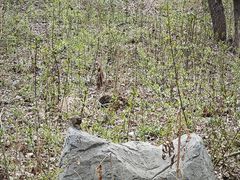 -黑龙江省森林植物园