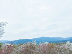 -天适樱花悠乐园