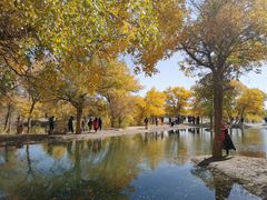 -金塔沙漠胡杨林景区