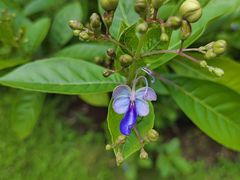 -中国科学院西双版纳热带植物园
