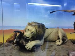 -国家自然博物馆