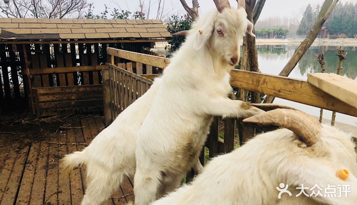 羊咩咩超级可爱 - 吃喝玩乐精选