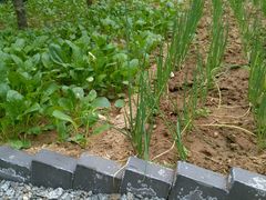 吃自己种的菜，还有什么比这更美的。-柞水乾佑红门家菜