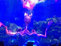 -芜湖新华联大白鲸海洋公园