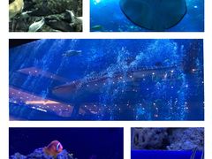 -成都浩海立方海洋公园