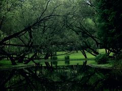 -上海共青森林公园